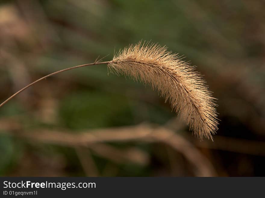 Bristle grass