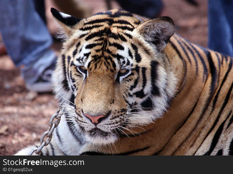 Chained Tiger