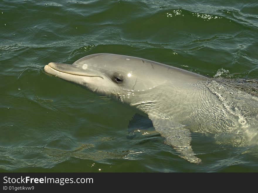 Dolphin