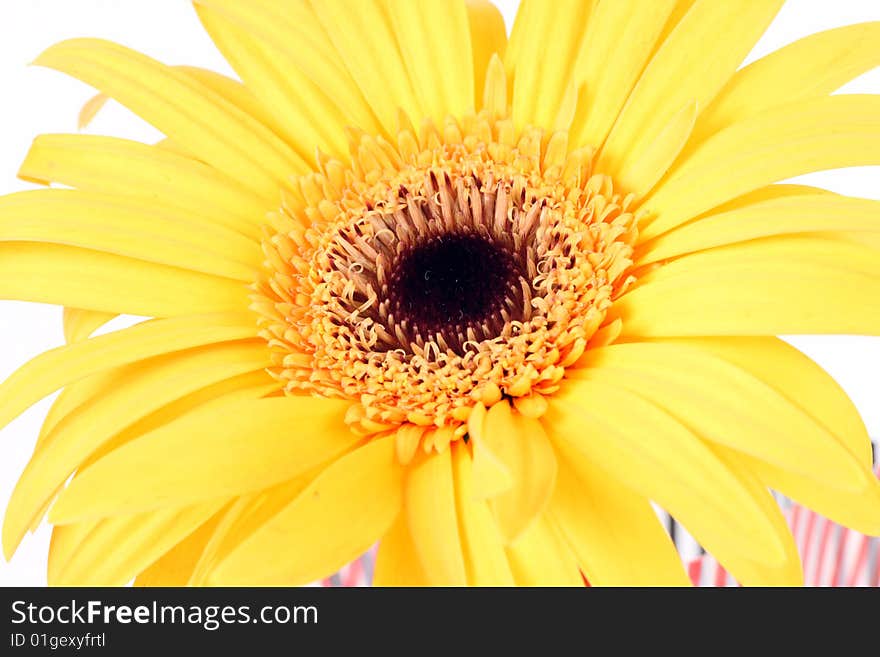 Gerber daisy