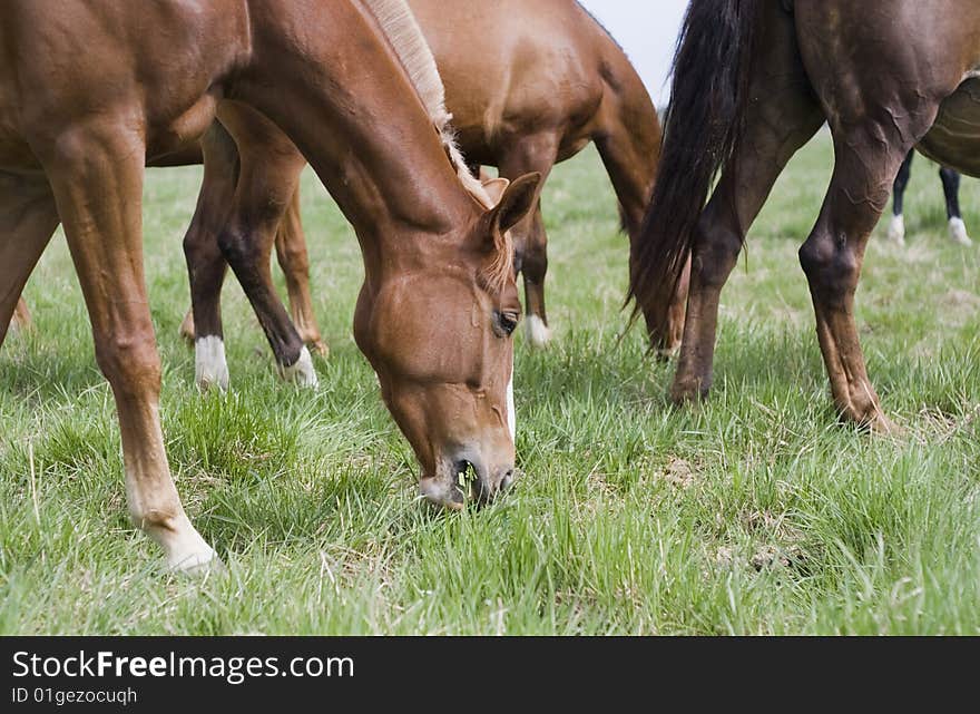 Herd in field. Сlose-up. Herd in field. Сlose-up.