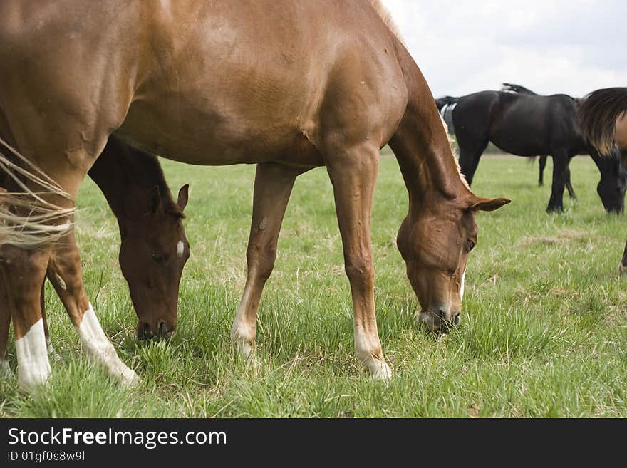 Herd in field. Сlose-up. Herd in field. Сlose-up.