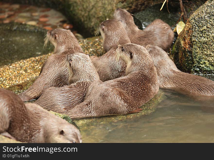 Otters