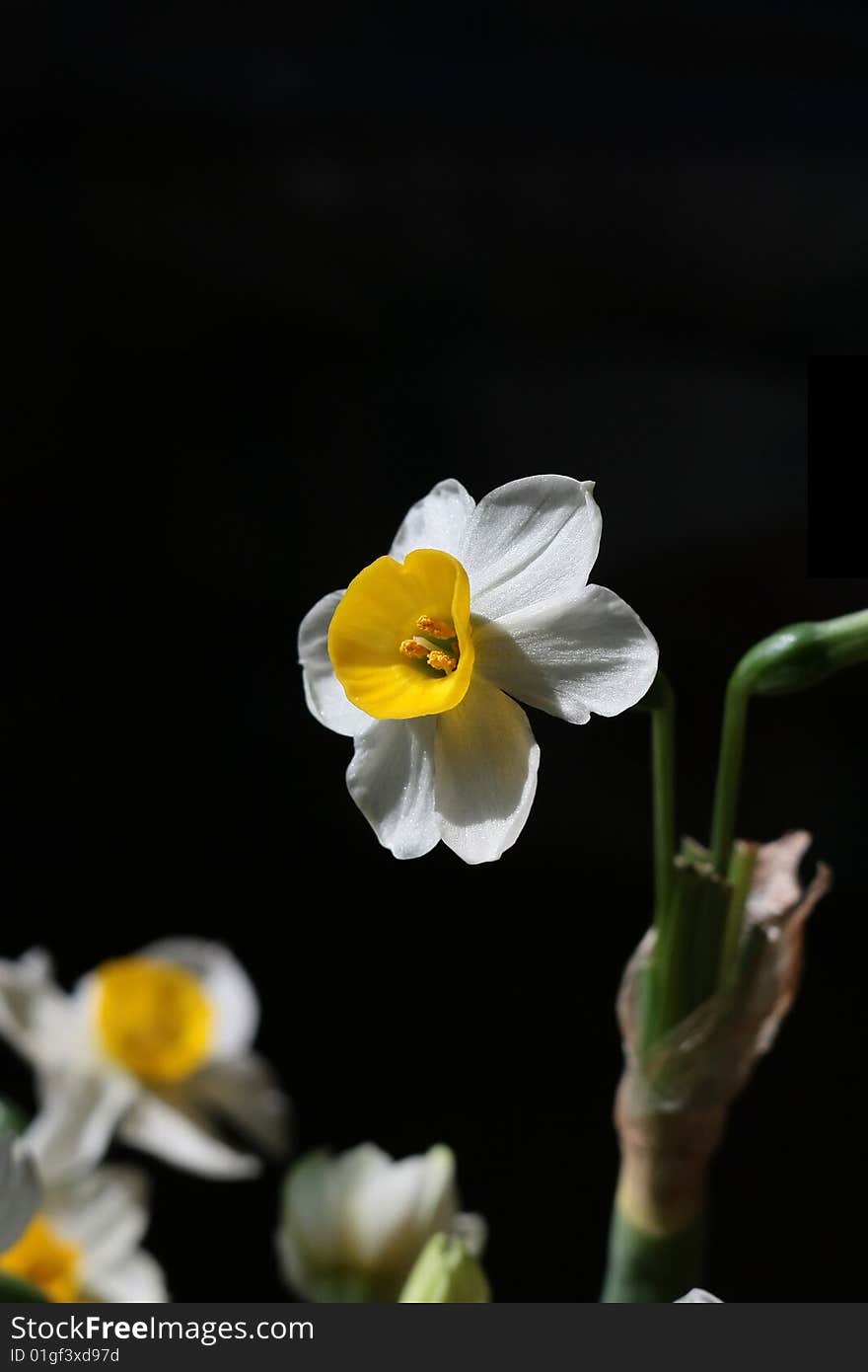 Narcissus