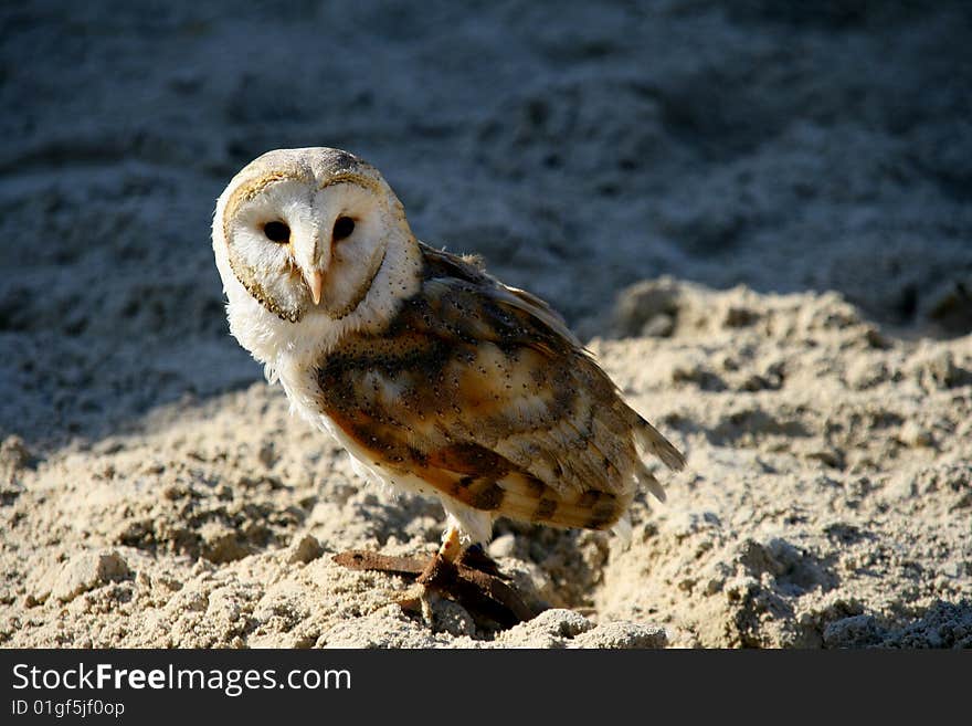 Barn Owl