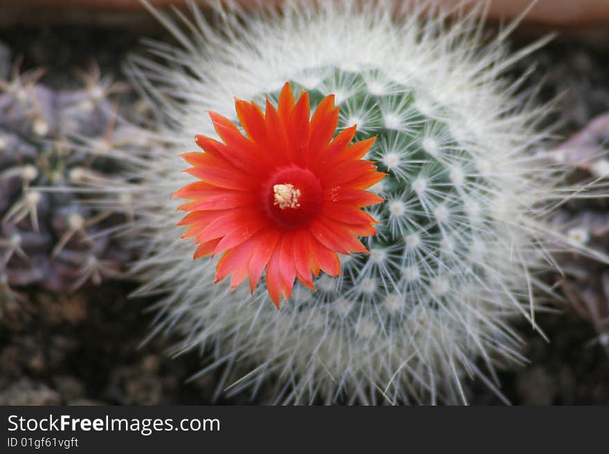 A Blooming Cactus Plant