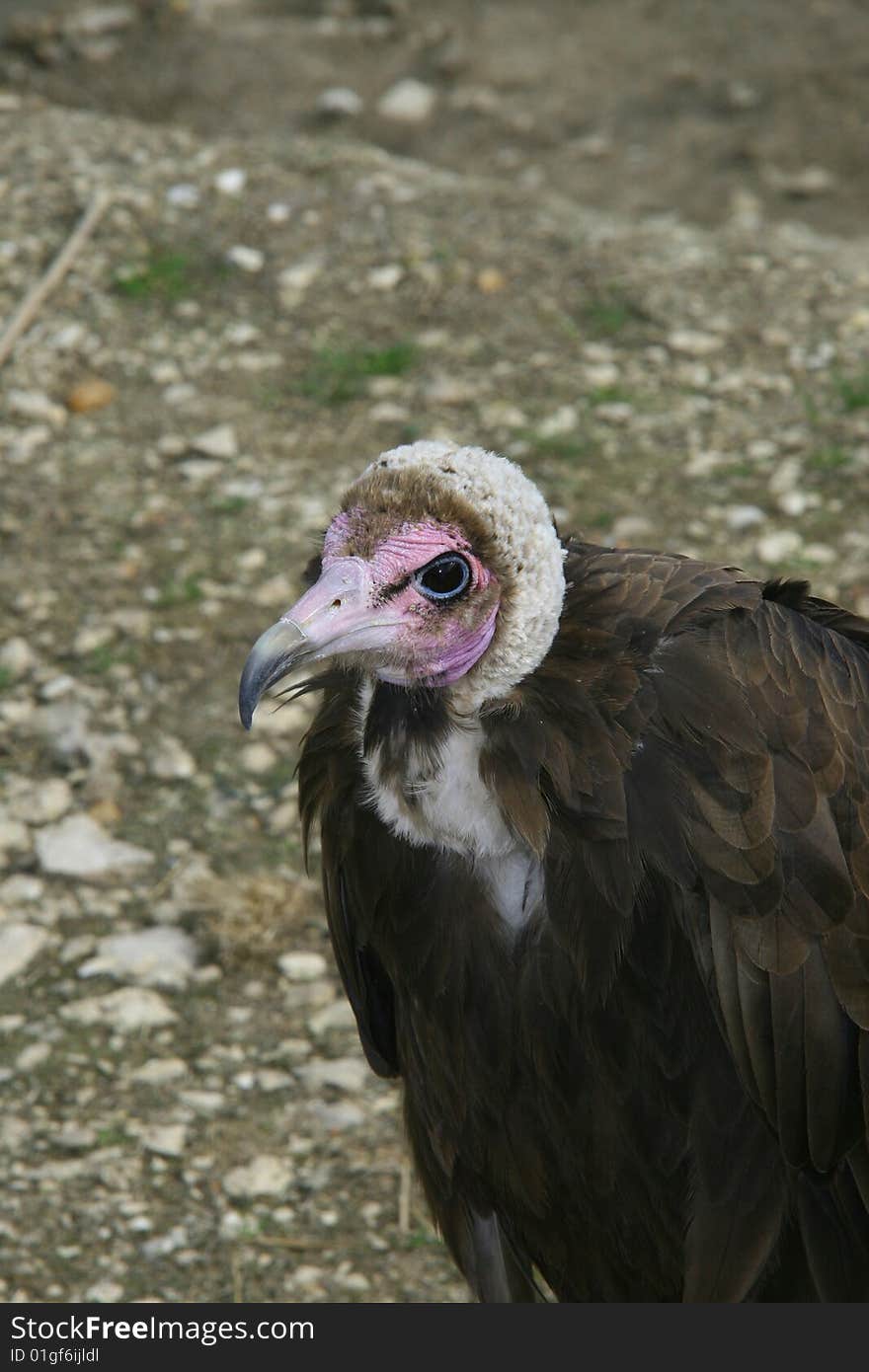 Vulture