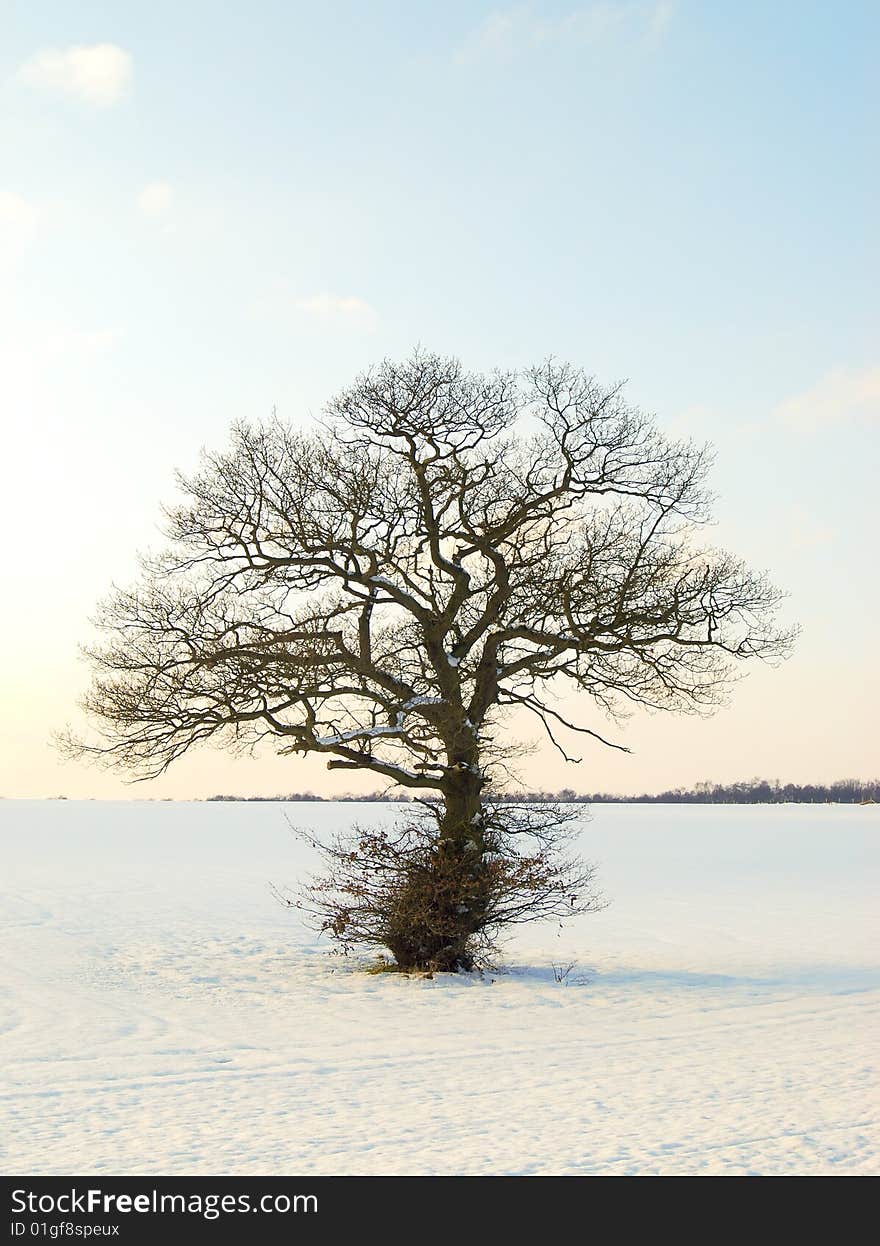 Sun shines on tree in winter landscape