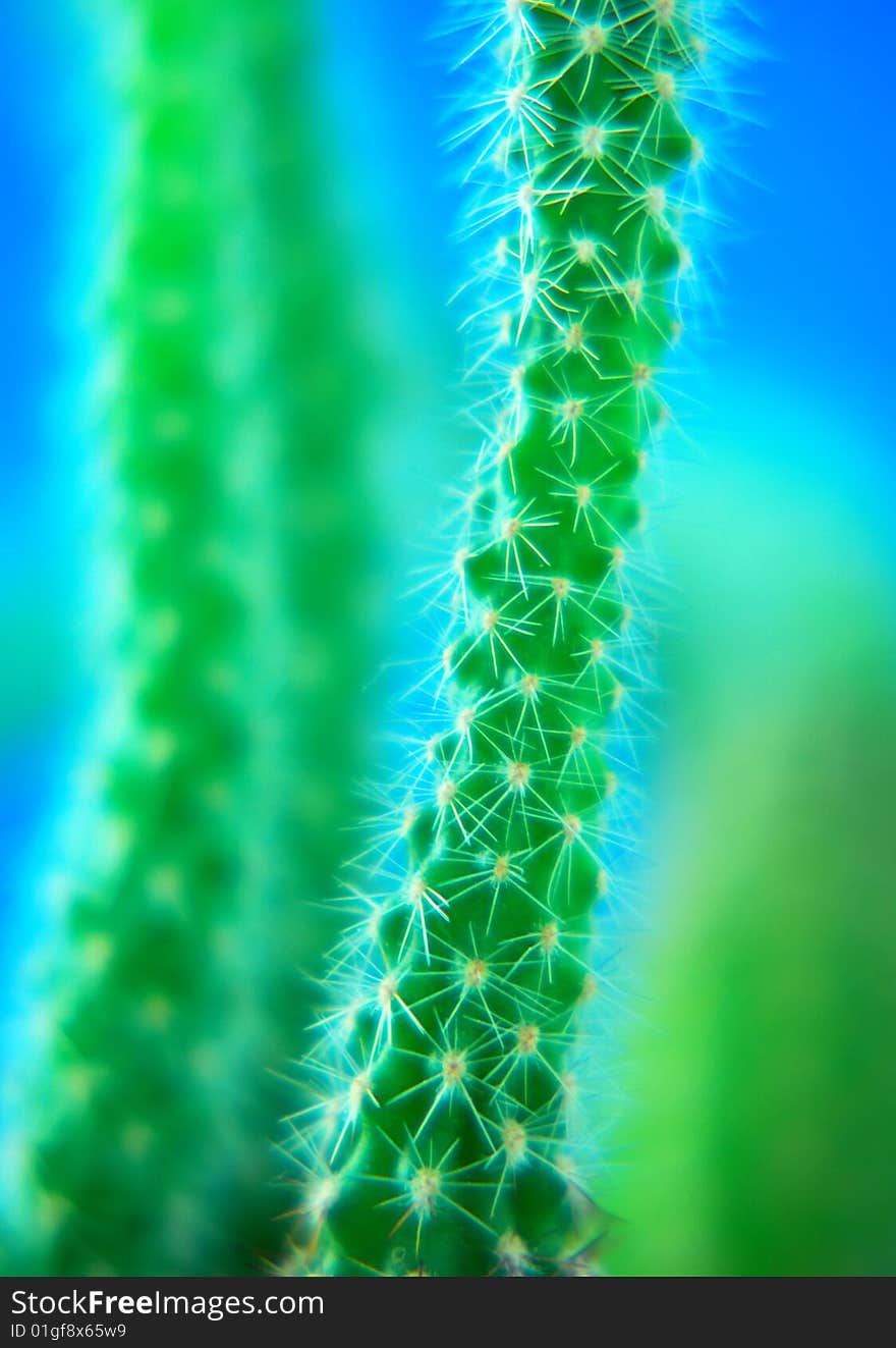 Close-up of a branch of a cactus plant