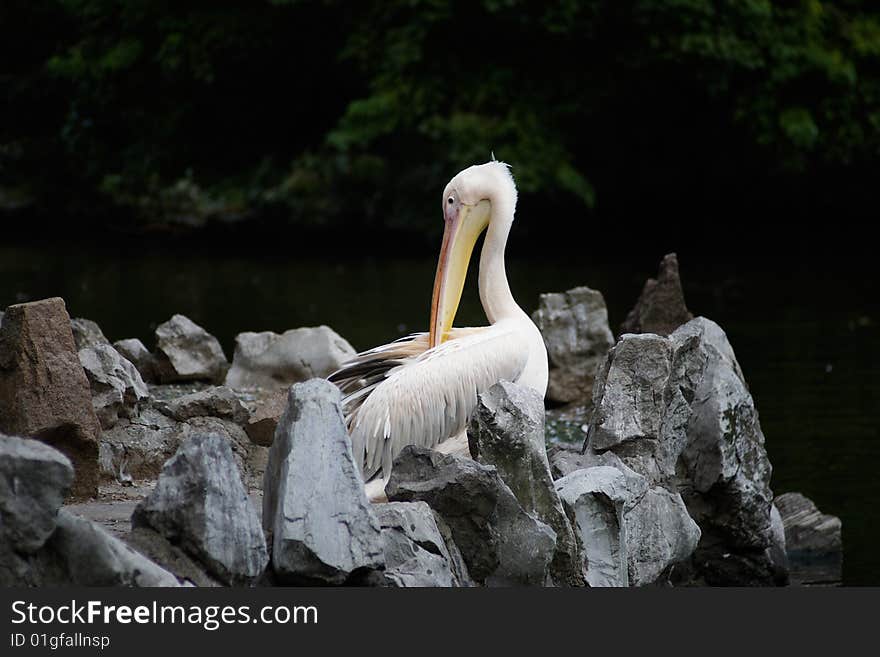 A white pelican in zoo