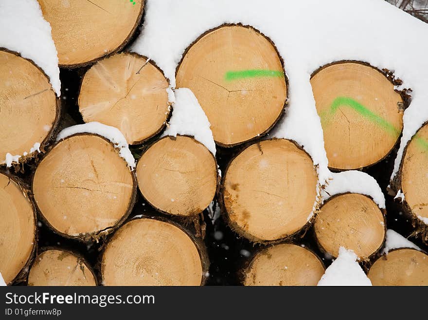 Snow wood trunks