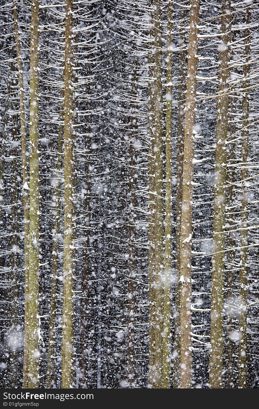 Forest In Snowfall