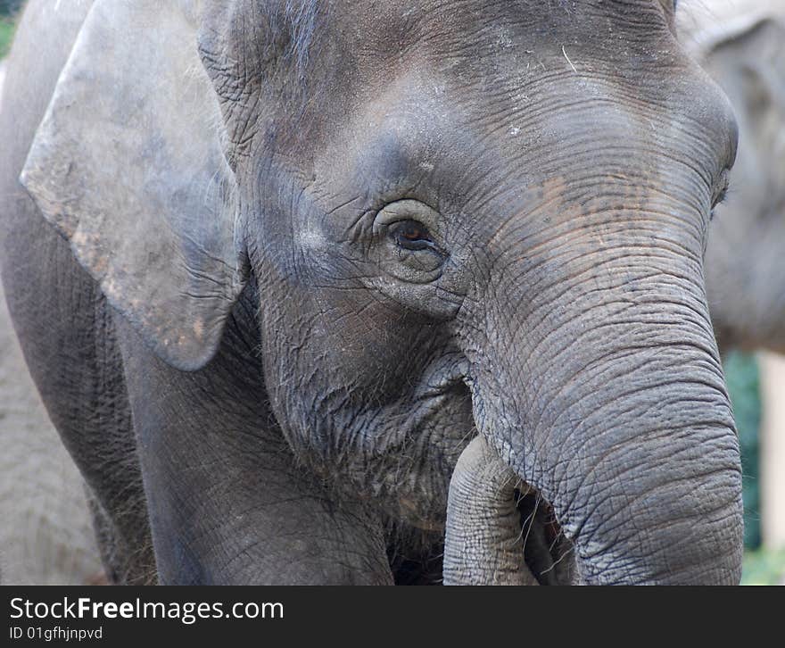 Asian elephant