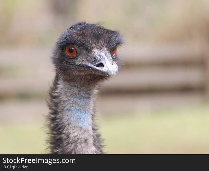 Emu(Dromaius Novaeholladaiae)