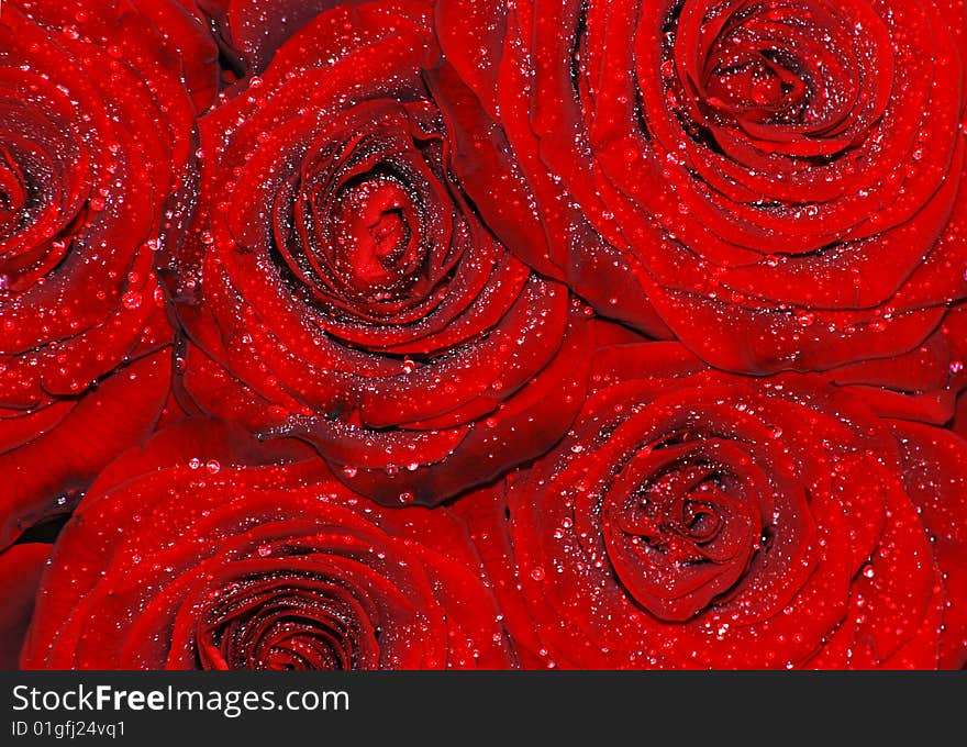 Beautiful wet red roses background