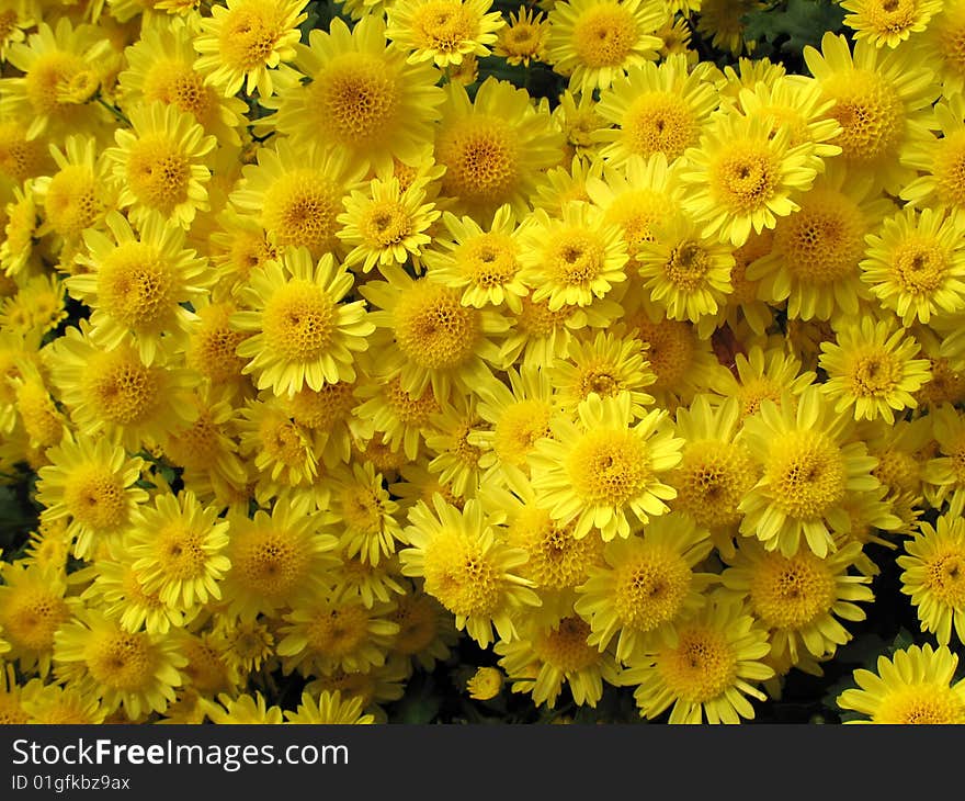 Chrysanthemums in a garden as background