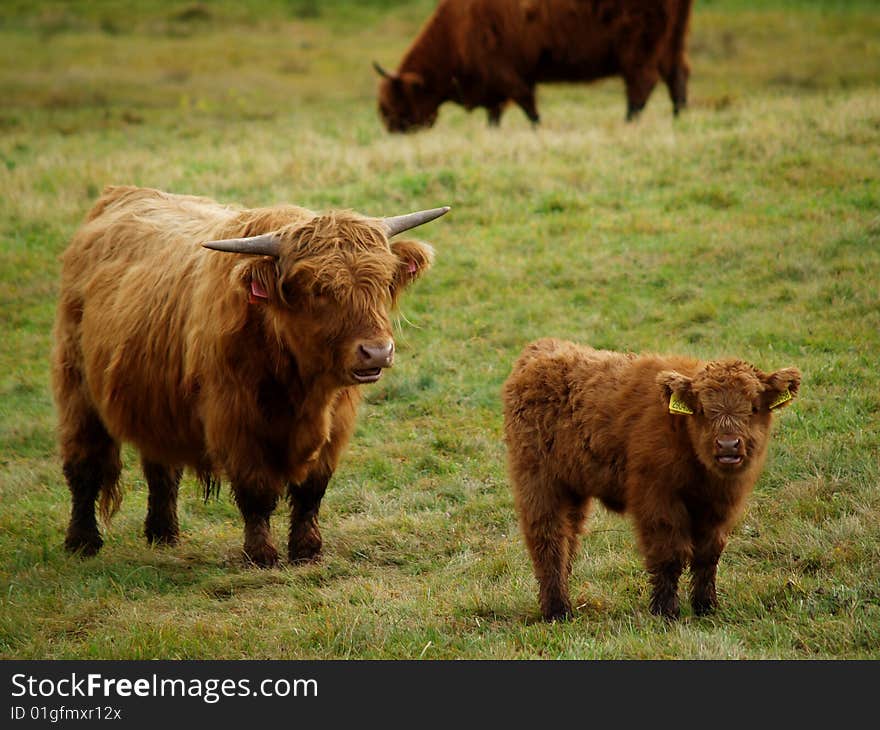 Scottish cows with long horns and thick fur