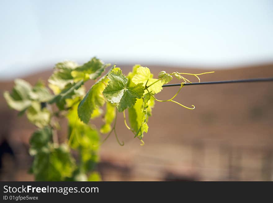 Grape leaf footer. Grapevine growth.