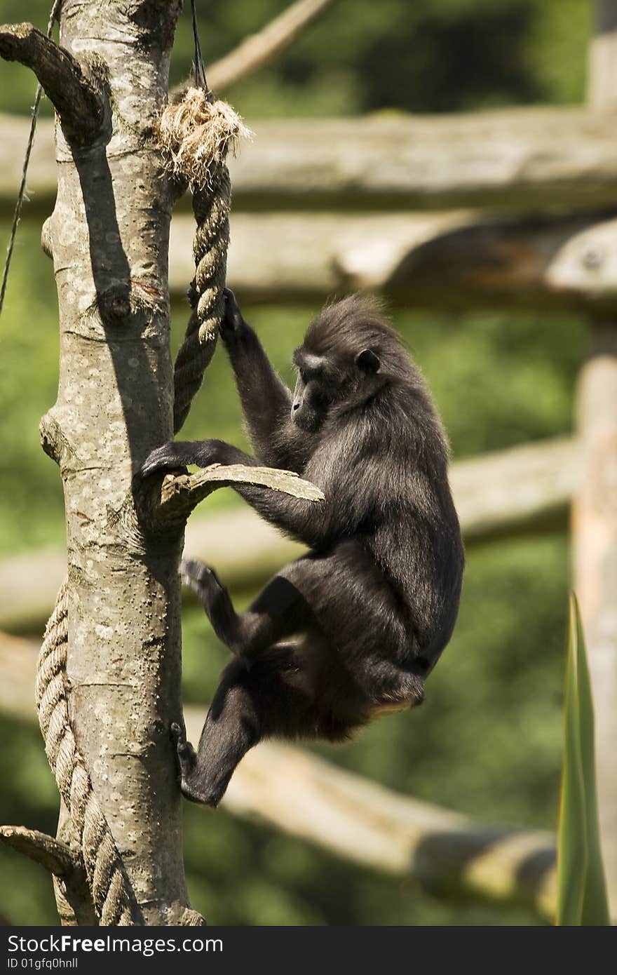 Monkey climbing up the trunk of a tree. Monkey climbing up the trunk of a tree