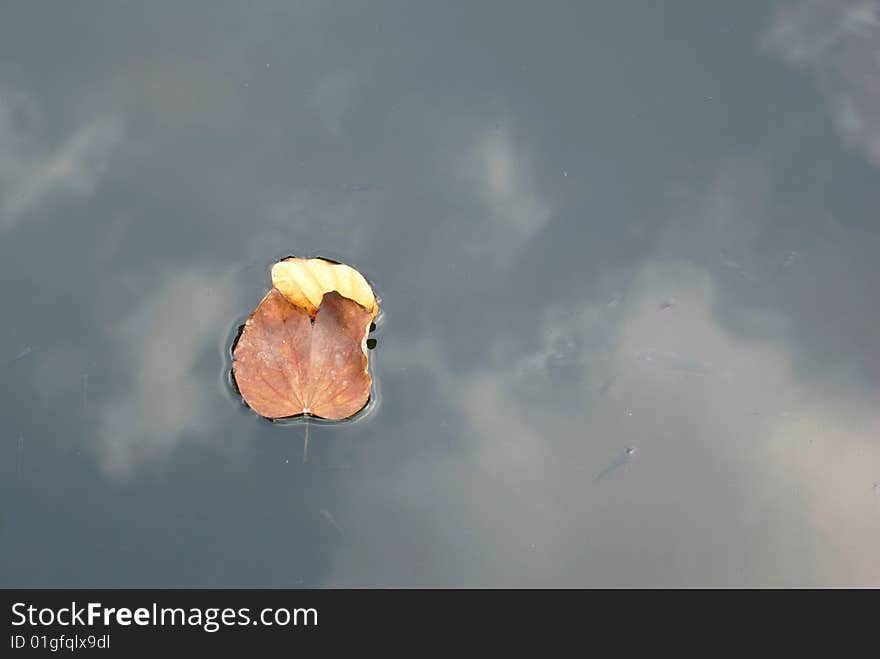 Two defoliations on water of a pond.