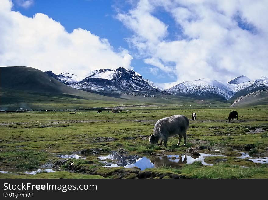 Yak