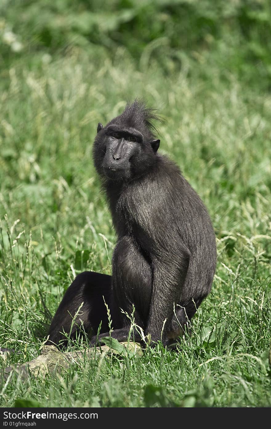 Monkey looking at me as i take his picture. Monkey looking at me as i take his picture