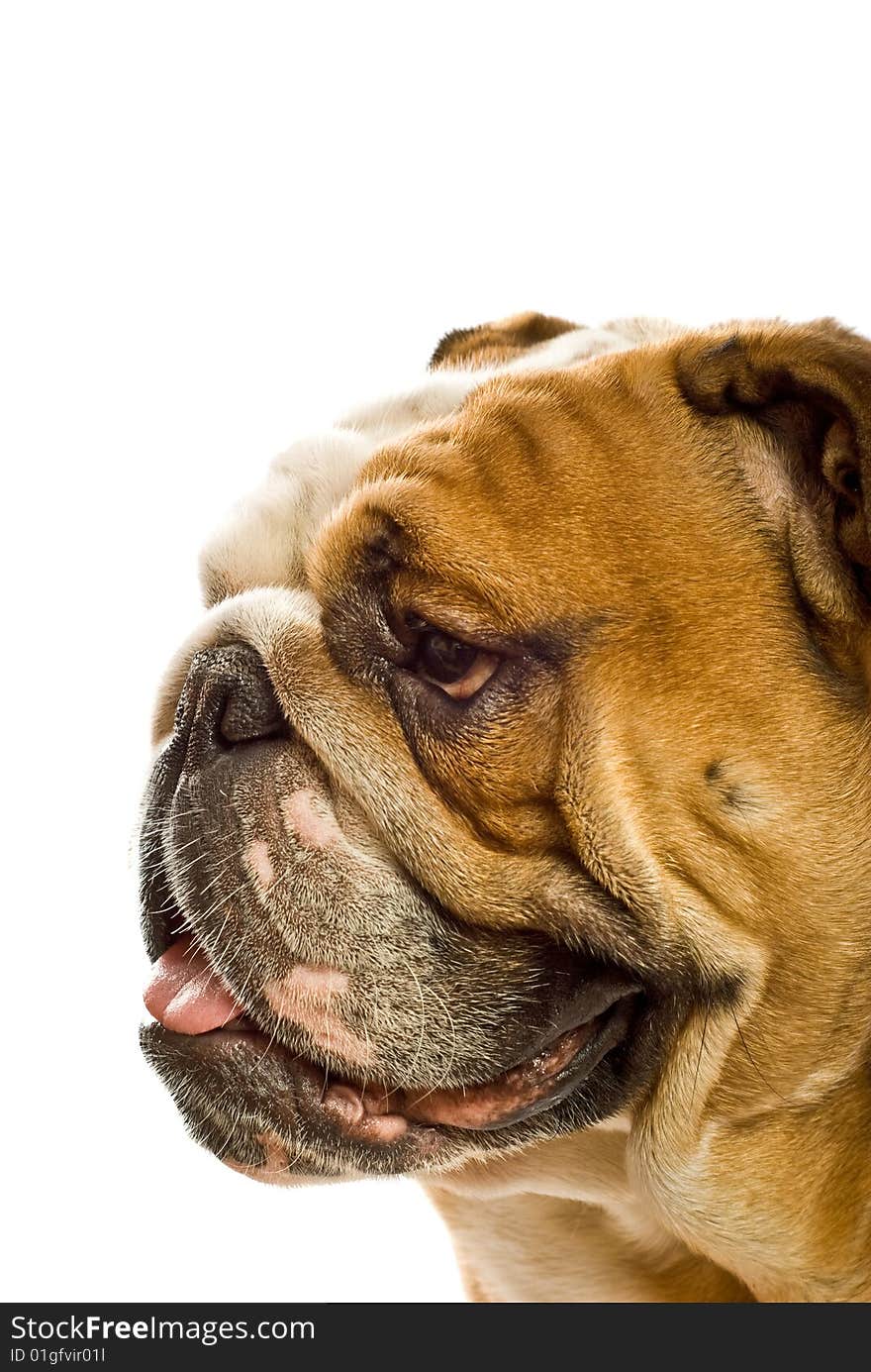 English bulldog on white background. English bulldog on white background