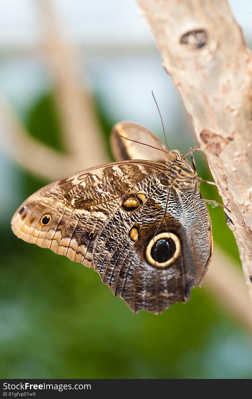 Close up of a beautiful  butterfly. Close up of a beautiful  butterfly