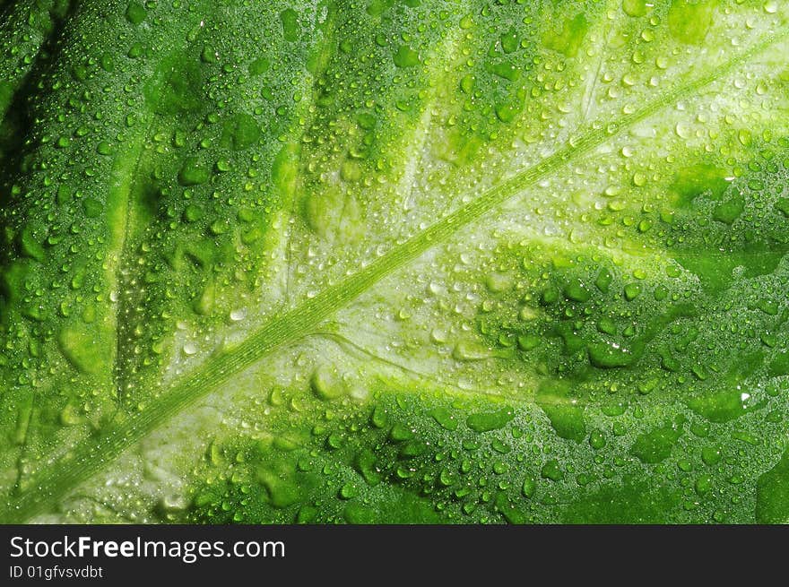 Close up of green leaf with drops on black background