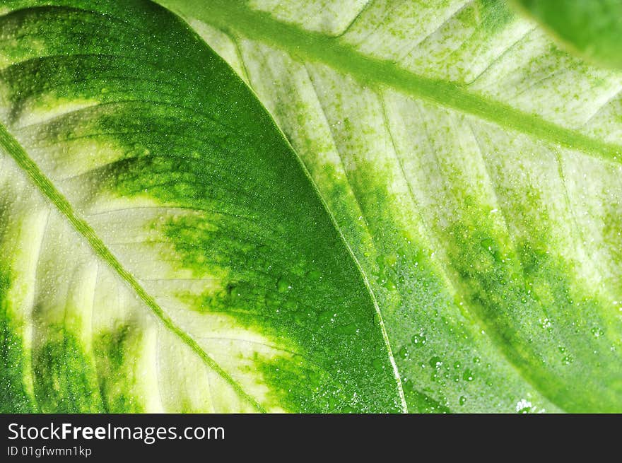 Green leaves with drops on black background