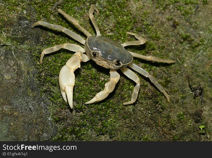 An endemic crab,  Geothelphusa cinerea, on a rock