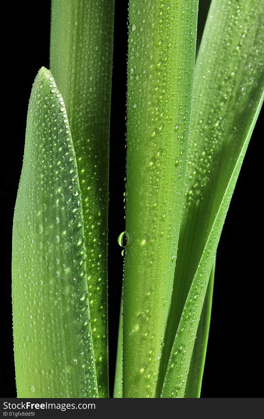 Green leaves with drops on black background