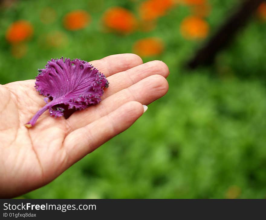 A purple leaf on hand with green background.