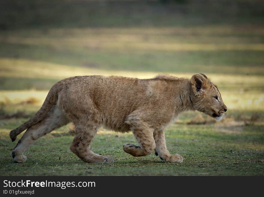 Young lion stalking its prey