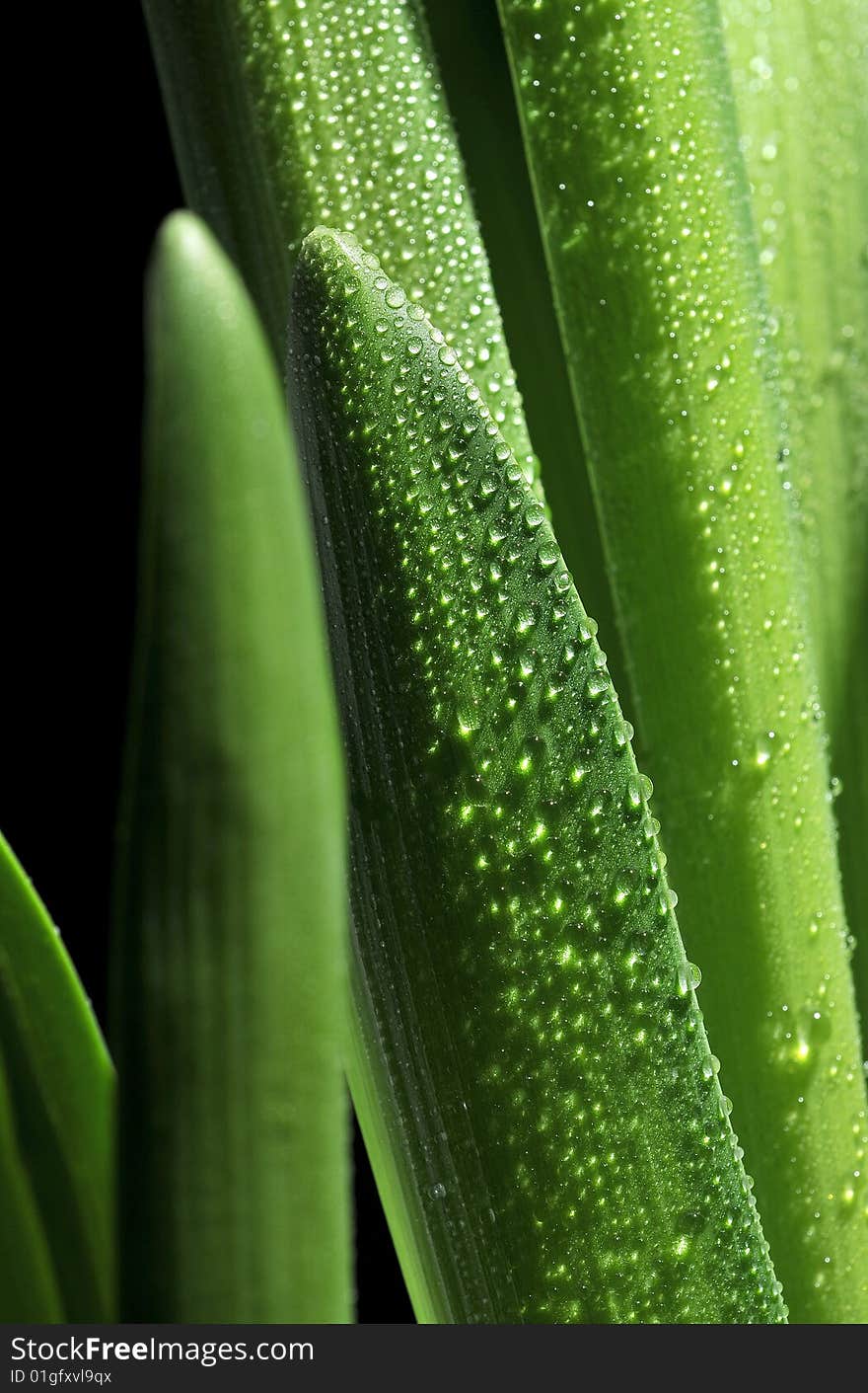 Green leaves with drops on black background