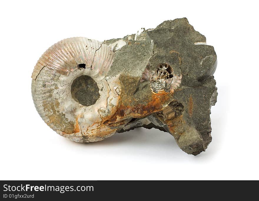 Fossilized ammonite found in the Yakutia area isolated on the white background. Fossilized ammonite found in the Yakutia area isolated on the white background