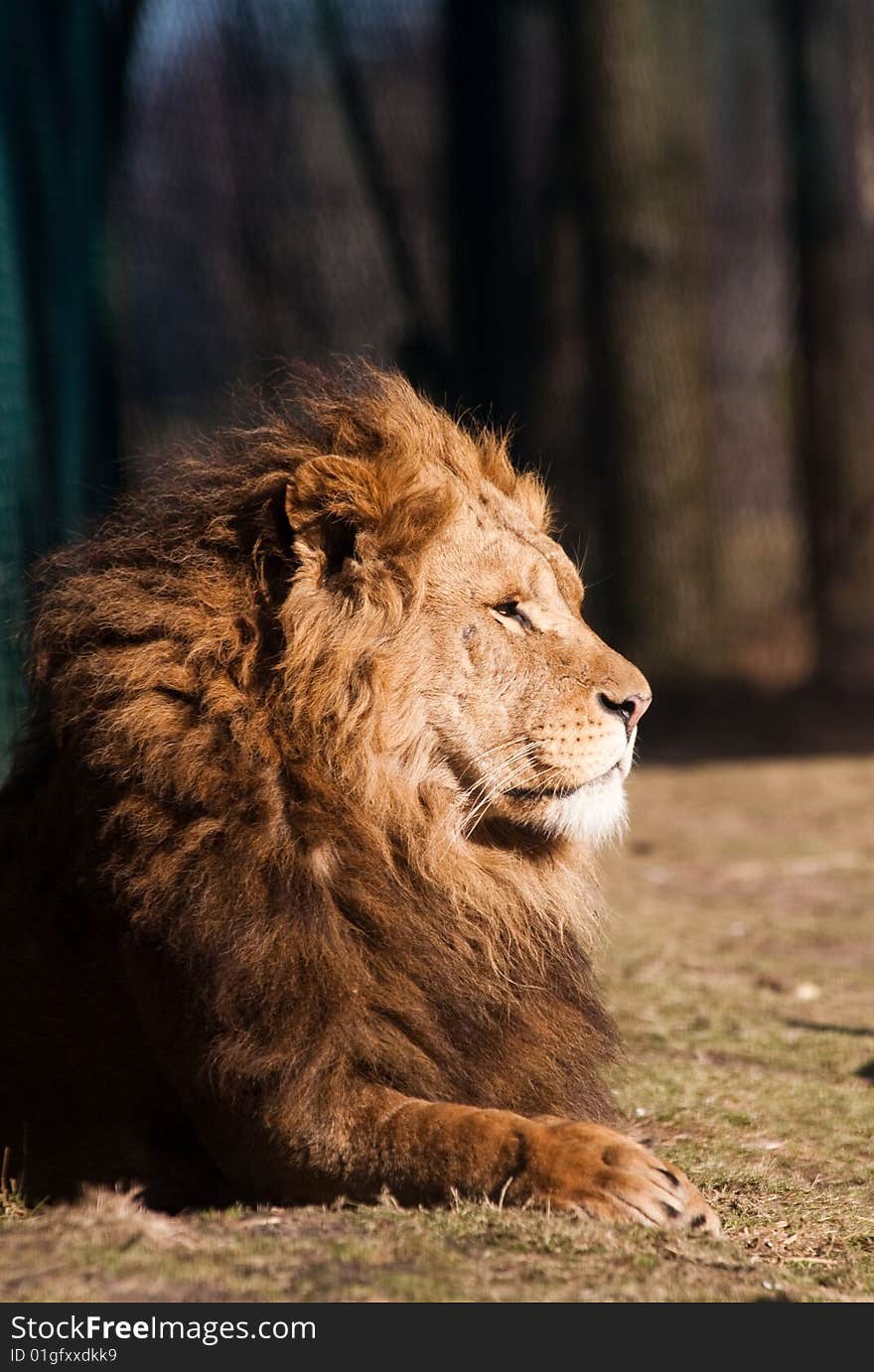 Close up of a bautiful big male lion