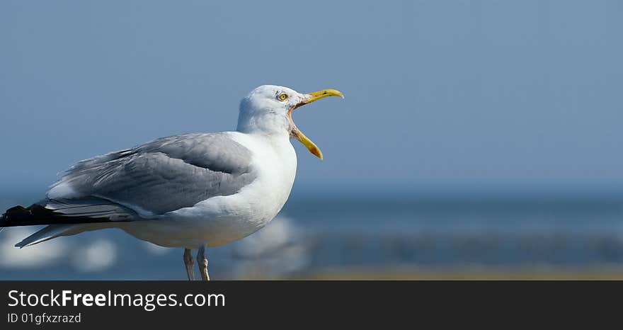 A Singing Seagull