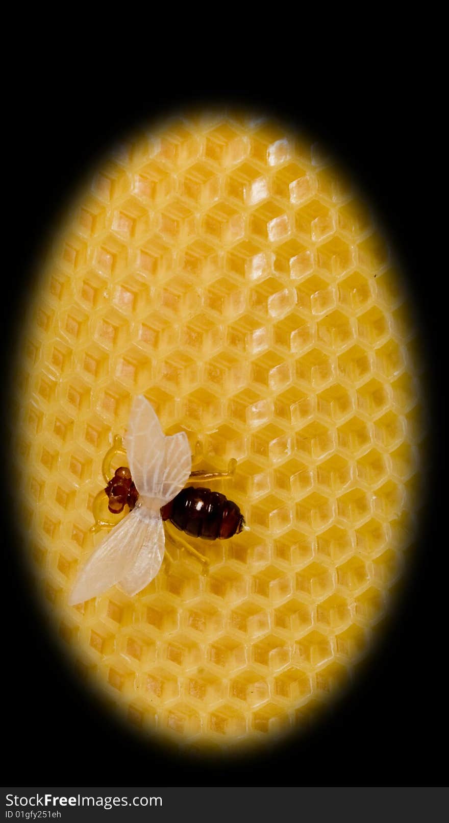 The lonely hardworking bee has sat down to have a rest on yellow honeycombs. The lonely hardworking bee has sat down to have a rest on yellow honeycombs