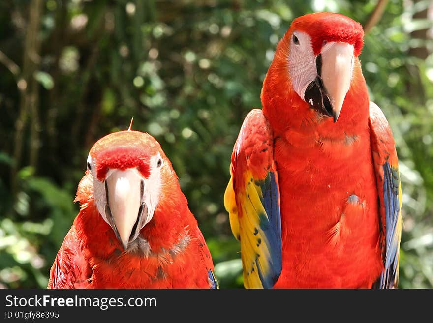 Two Scarlet Macaw Parrots looking at the camera with green foliage background