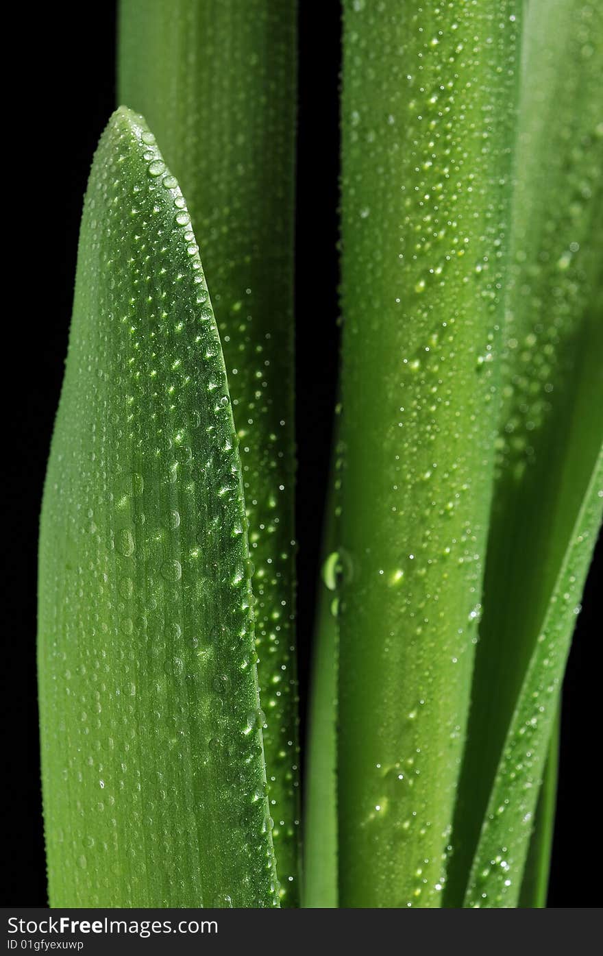 Green leaves with drops on black background