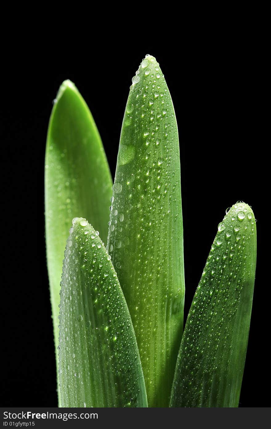 Green leaves with drops on black background