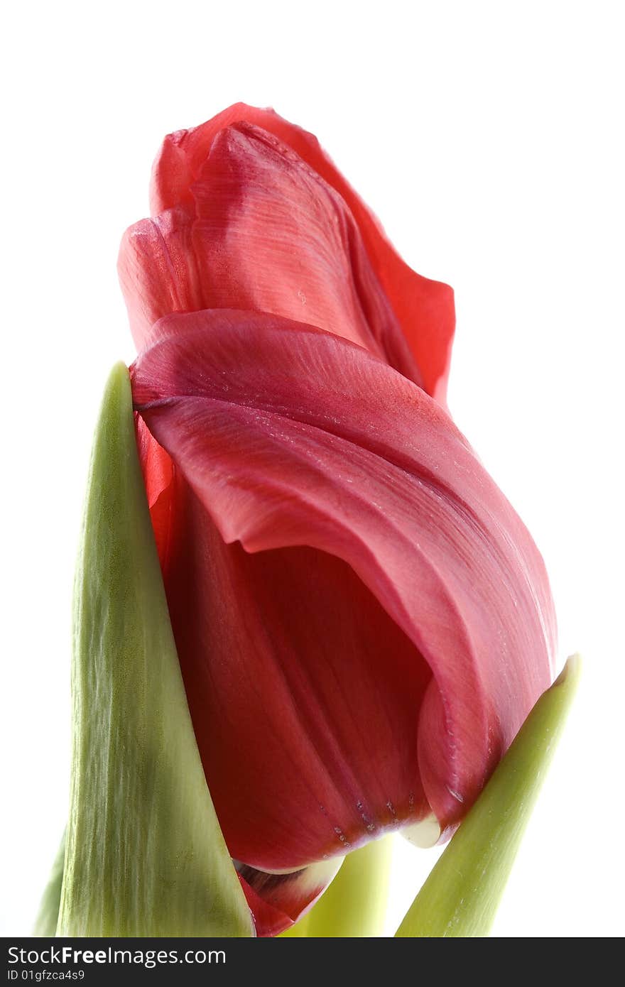 Red tulip isolated on white