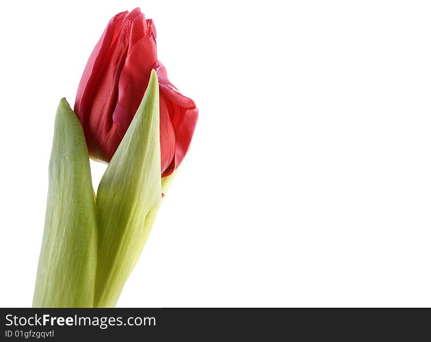 Red tulip isolated on white