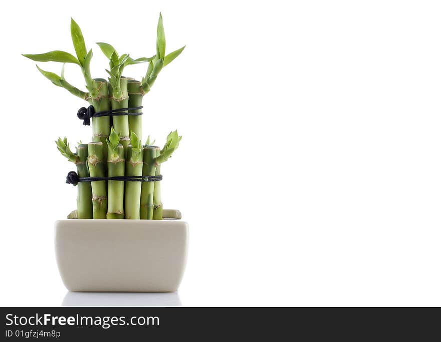 Isolated decorative bamboo composition zen