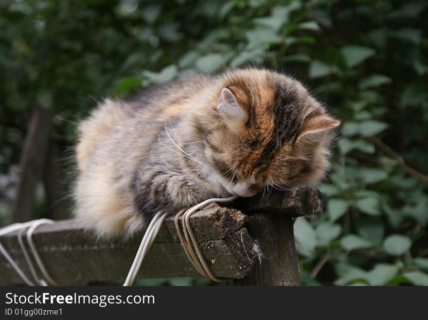 The striped cat sleeps on a wooden fence