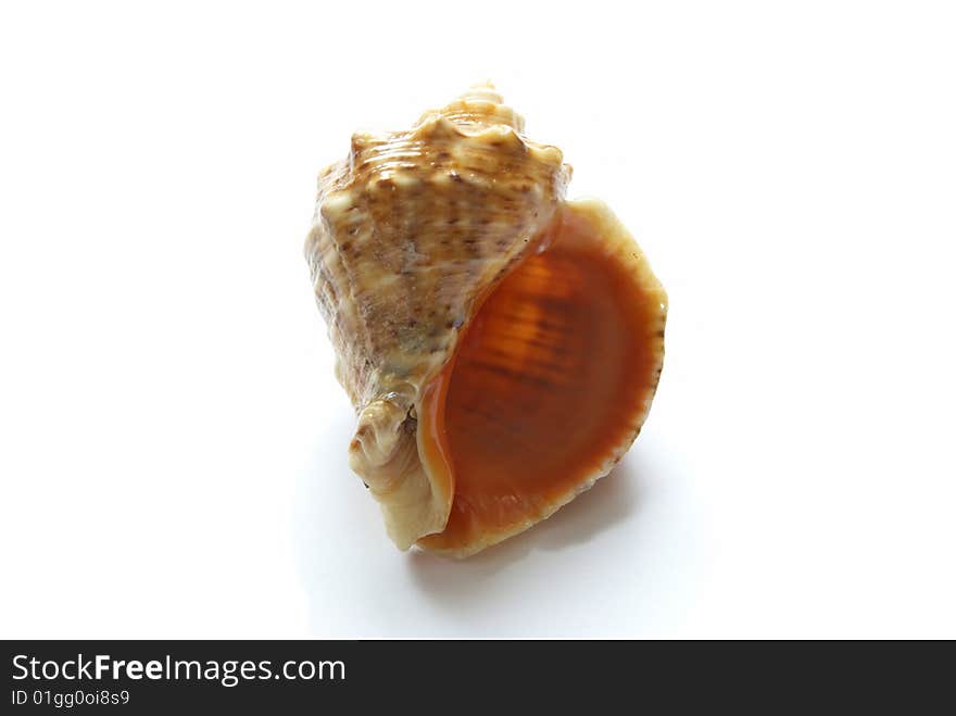 Beautiful sea cockleshell close up on a white background. Beautiful sea cockleshell close up on a white background.