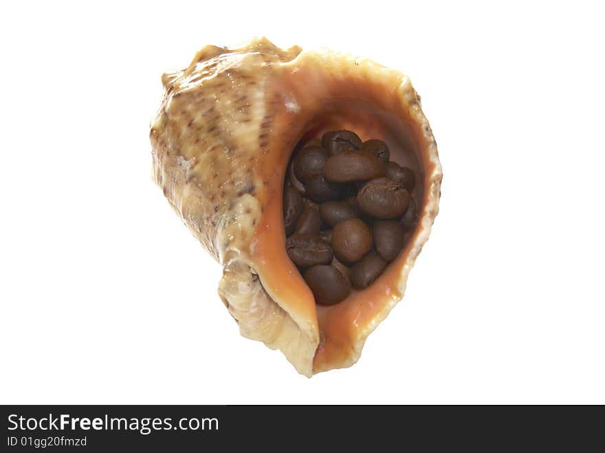 Cockleshell Filled By Grains Of Coffee.