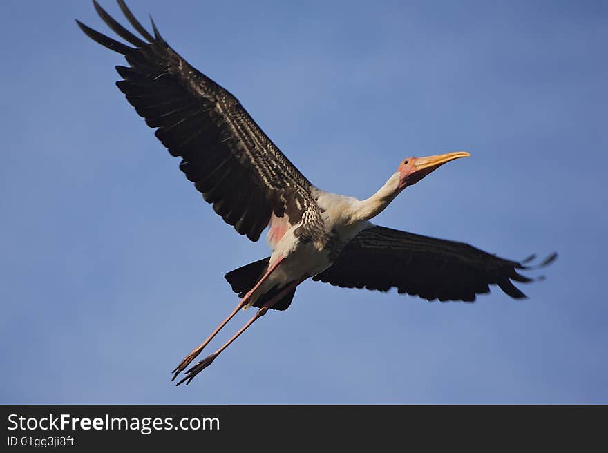 Stork flying to a nearby water