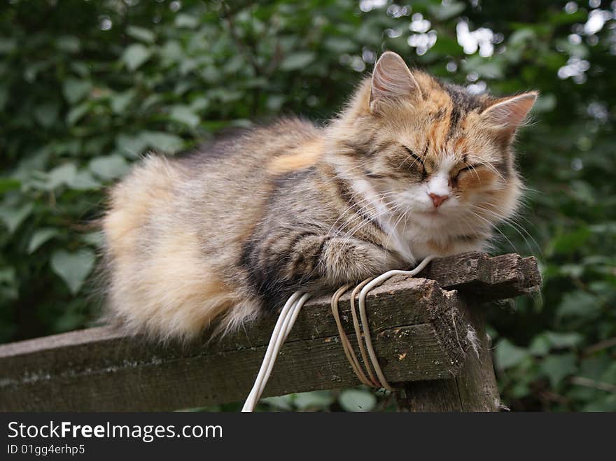 The striped cat falls asleep on a wooden fence. The striped cat falls asleep on a wooden fence